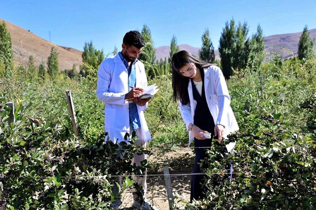 Bayburt'ta 4 yıl önce dikildi: Yüksek gelir kapısı oldu! 6